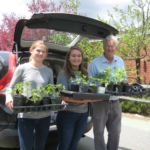 tomato plants 1